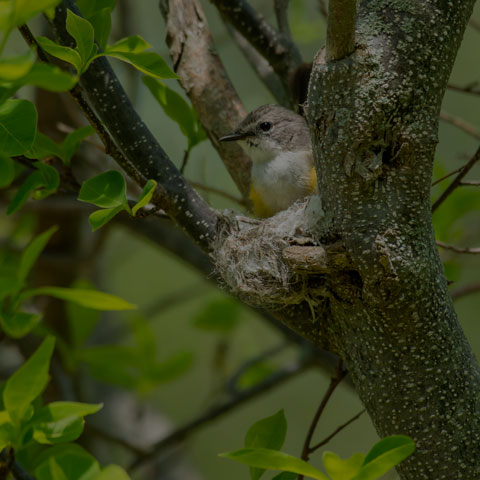 American Redstart