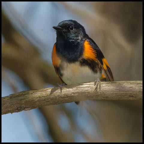 American Redstart