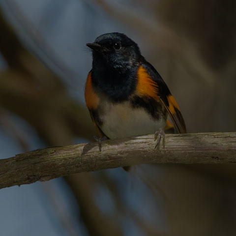 American Redstart