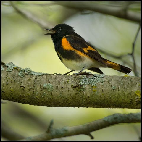 American Redstart