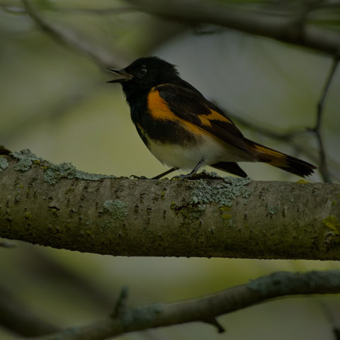 American Redstart