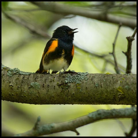 American Redstart