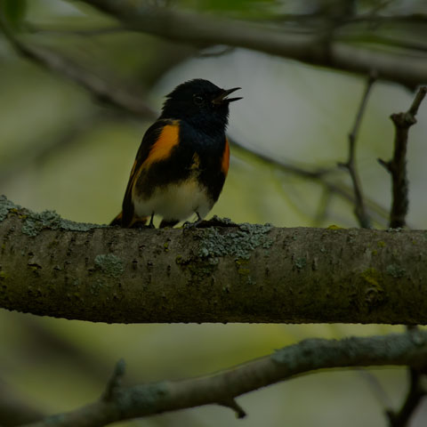 American Redstart