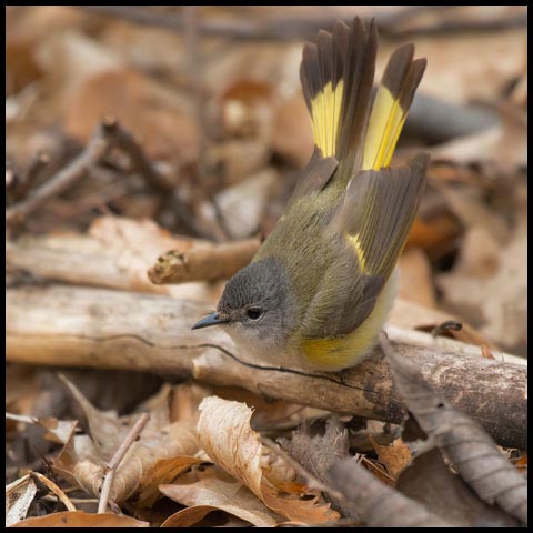 American Redstart