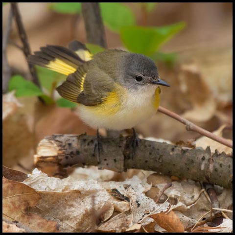 American Redstart