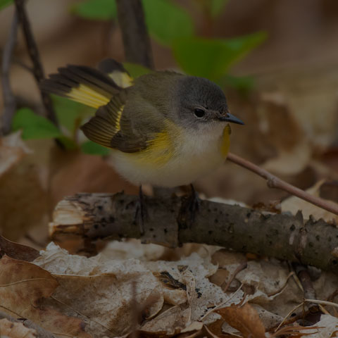 American Redstart