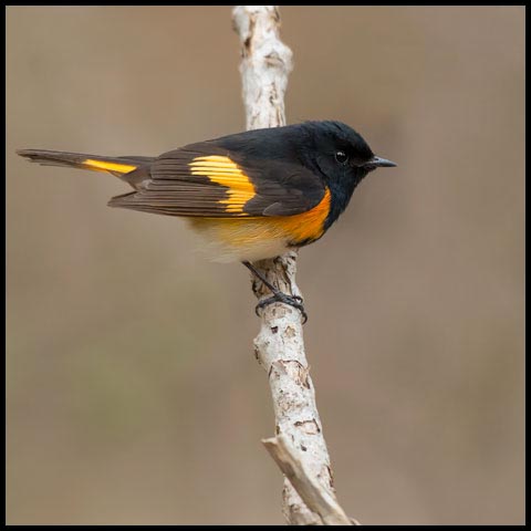 American Redstart