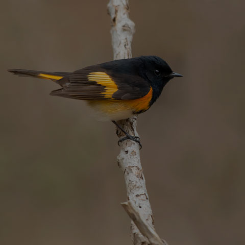 American Redstart