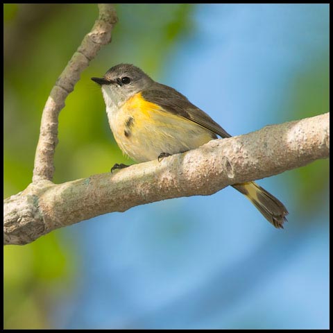 American Redstart