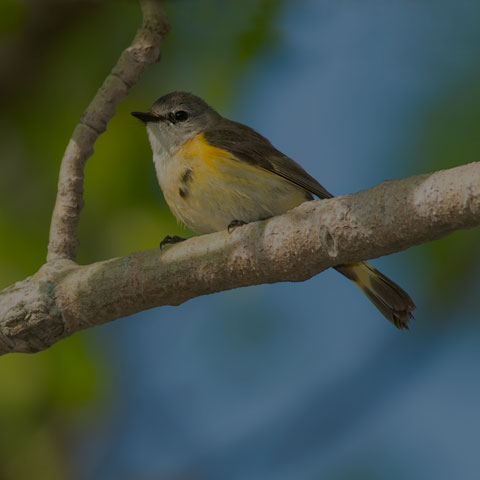 American Redstart