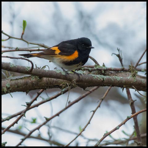 American Redstart