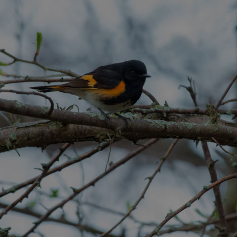 American Redstart