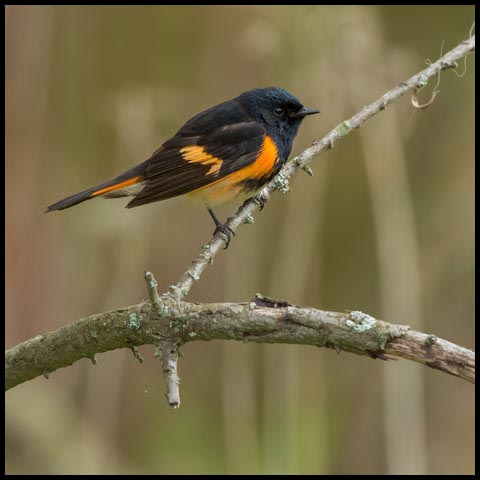 American Redstart