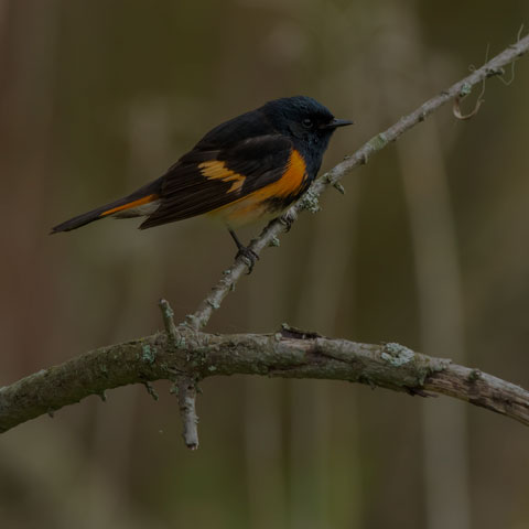 American Redstart