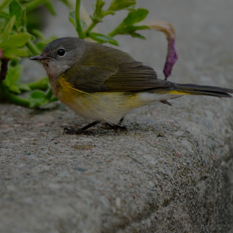 American Redstart
