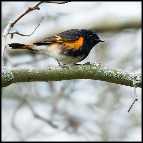 American Redstart