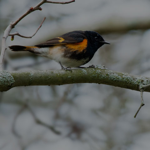 American Redstart