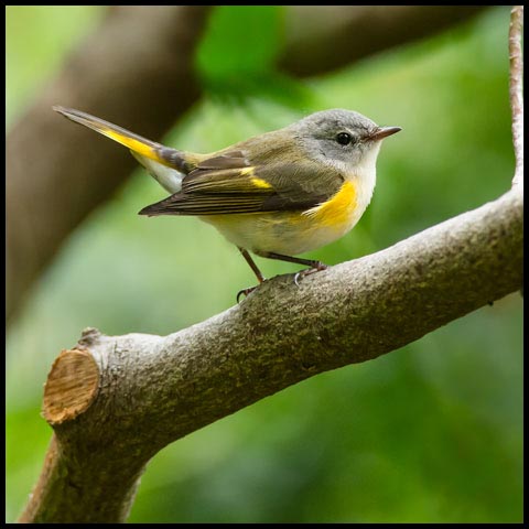 American Redstart