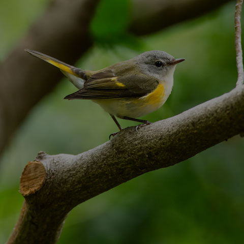 American Redstart