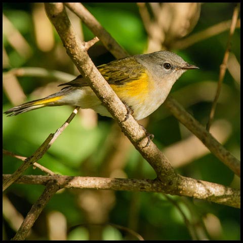 American Redstart