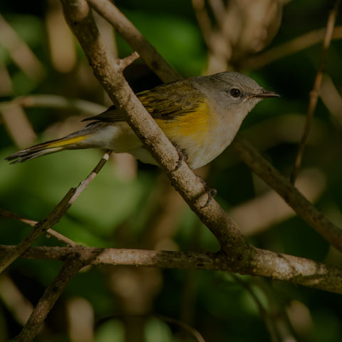American Redstart