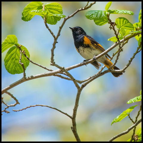 American Redstart