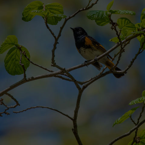 American Redstart
