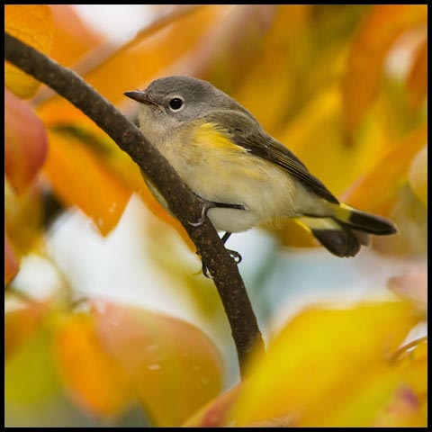 American Redstart
