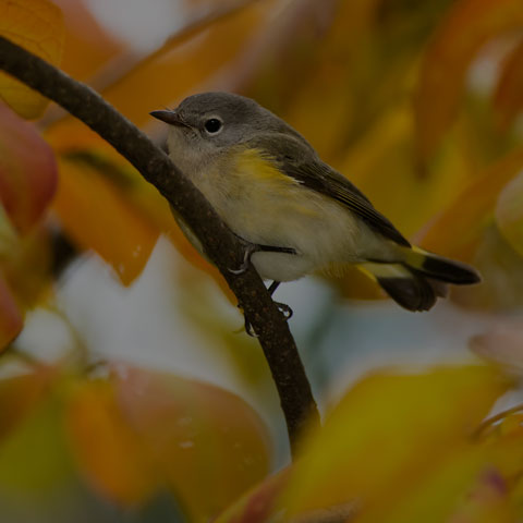 American Redstart