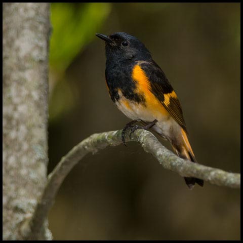 American Redstart