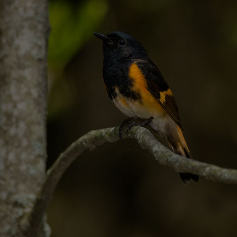 American Redstart