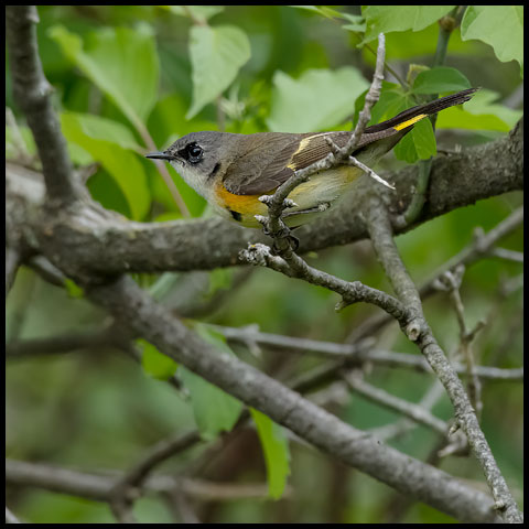 American Redstart