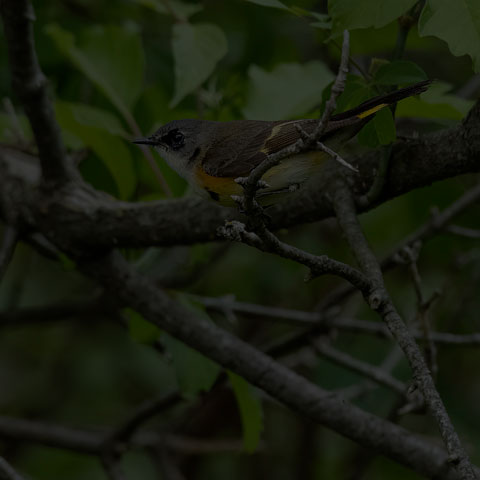 American Redstart