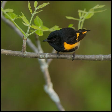 American Redstart