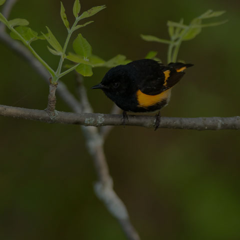 American Redstart
