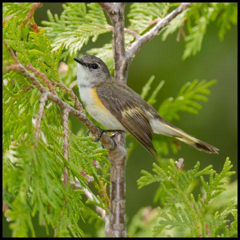 American Redstart