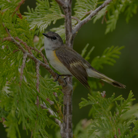 American Redstart