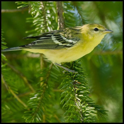 Bay-breasted Warbler