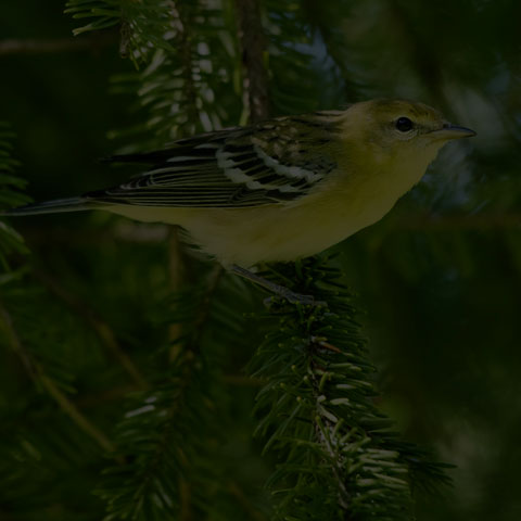 Bay-breasted Warbler