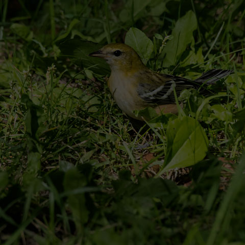 Bay-breasted Warbler