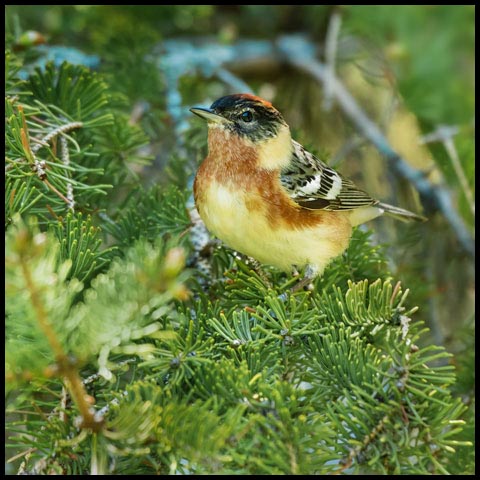 Bay-breasted Warbler