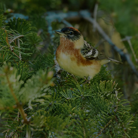 Bay-breasted Warbler