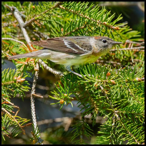 Bay-breasted Warbler