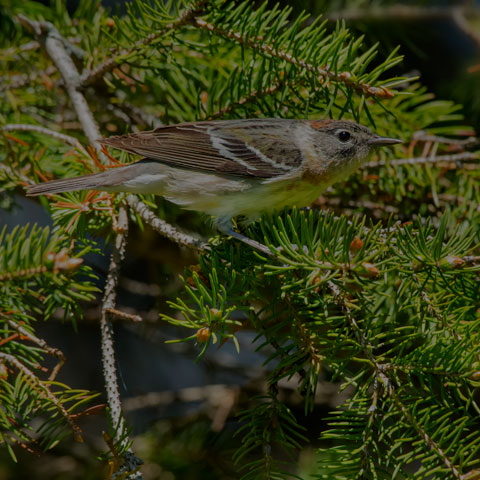 Bay-breasted Warbler