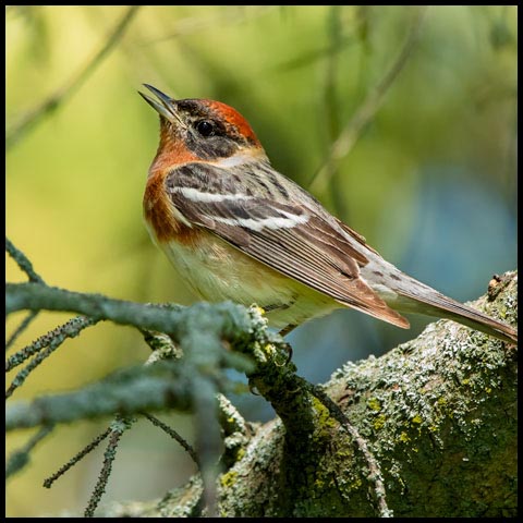 Bay-breasted Warbler