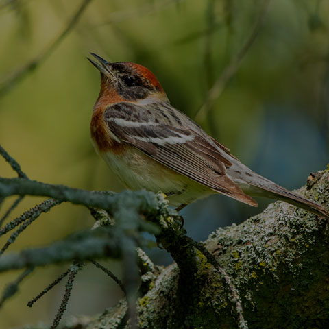 Bay-breasted Warbler