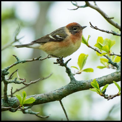 Bay-breasted Warbler