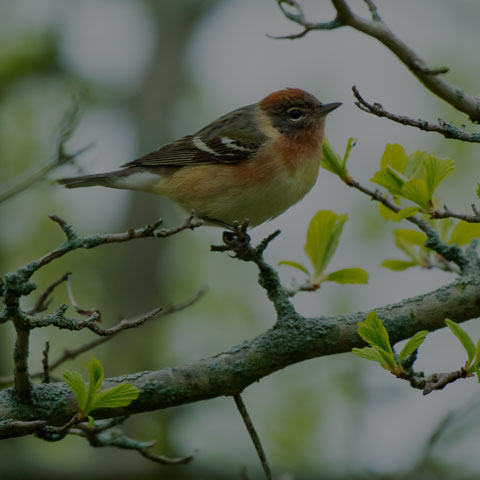 Bay-breasted Warbler