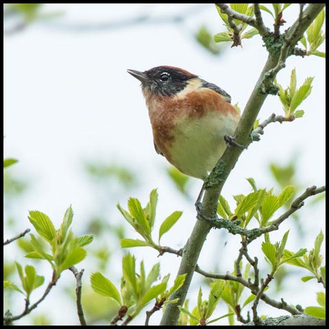 Bay-breasted Warbler