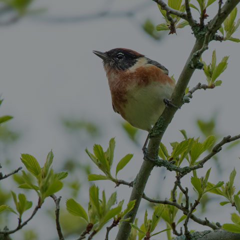 Bay-breasted Warbler